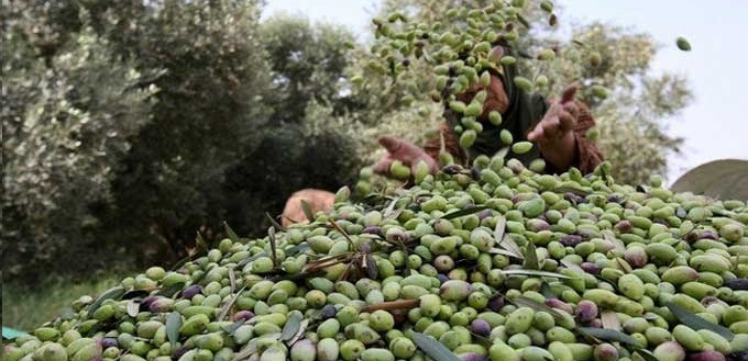 Gafsa: La production oléicole s’envole à plus de 88 mille tonnes