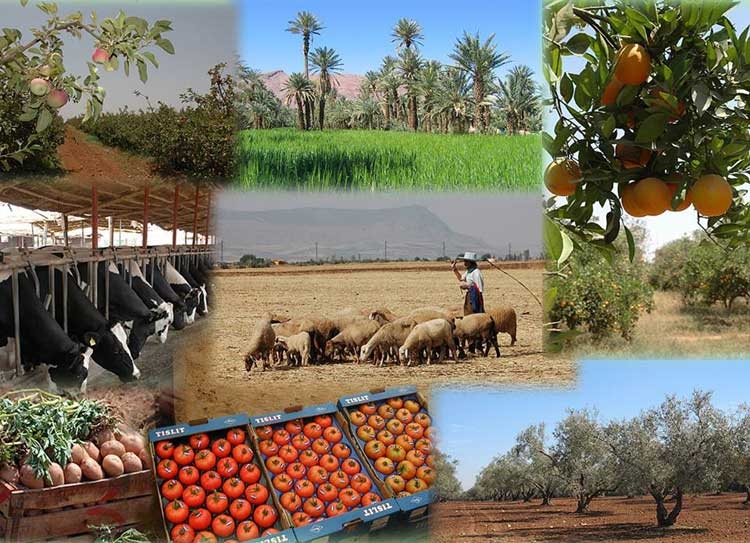 Tunisie: Baisse des investissements agricoles privés