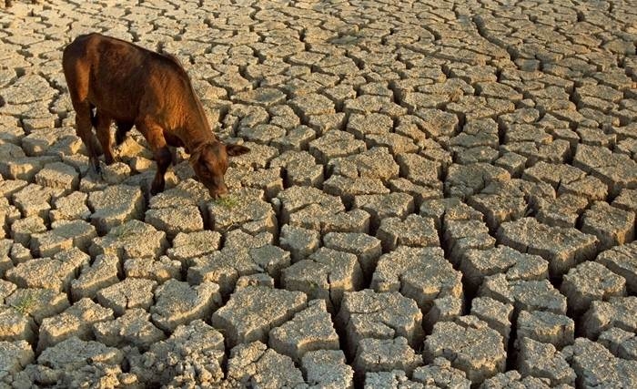 Café, chocolat et céréales : comment le climat influence les prix en 2024