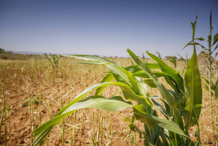 Les prix des produits alimentaires ont baissé de plus de 20% (FAO)