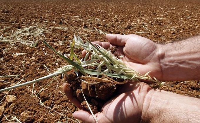 Baisse de 75% de la récolte céréalière à Nabeul