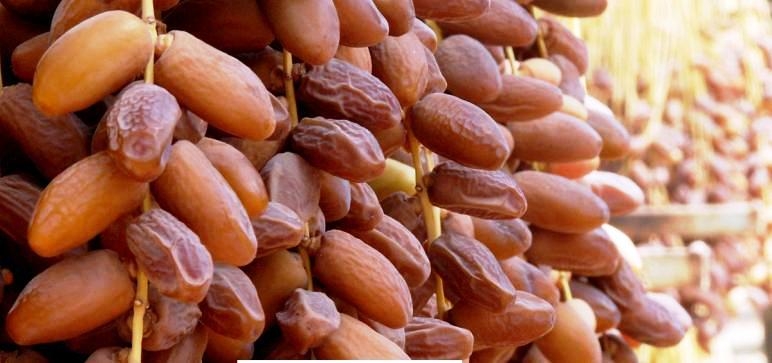 Exportations de dattes tunisiennes : Une croissance remarquable en 2023/2024