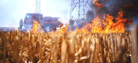 Tunisie – Bizerte : Un incendie ravage 6 hectares de blé