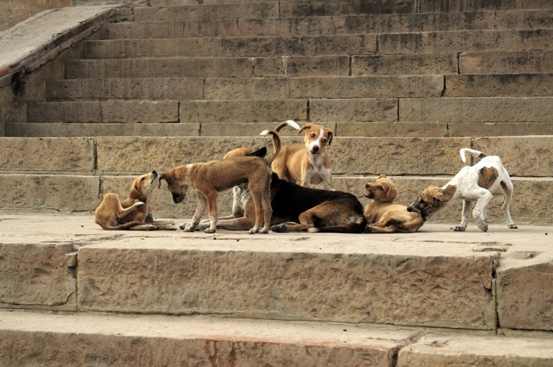 Chiens errants: Comment réagir ?