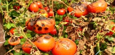 Tunisie – Nabeul : plantations de tomates ravagées par les champignons… Il sera dur de trouver une boite de tomate l’année prochaine