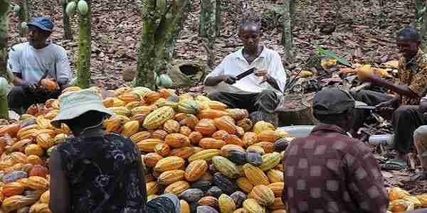 Le déficit mondial en Cacao pour 2023/2024 atteindra 439.000 Tonnes !