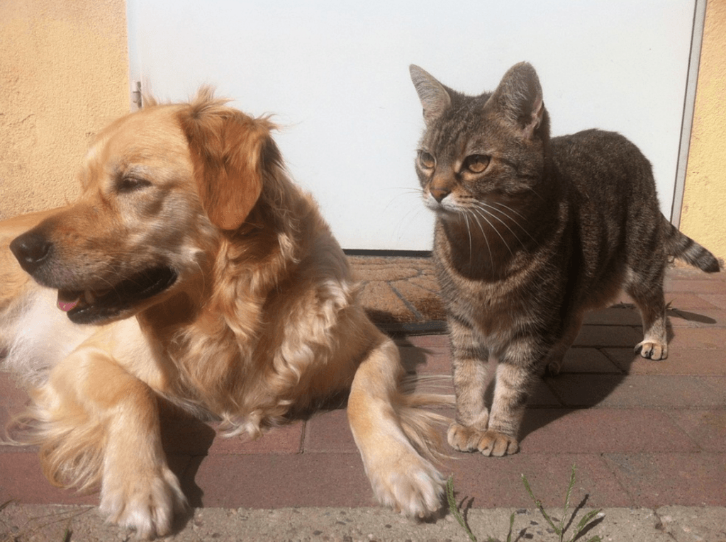 Canicule: Quelques conseils de Tunisie Numérique pour protéger vos animaux de la chaleur