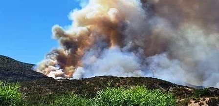 Tunisie – Siliana : Un feu de forêt ravage le Djebel Ballouta