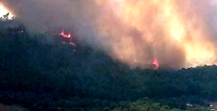 Tunisie – Ghardimaou : Un incendie détruit 100 hectares de forêt