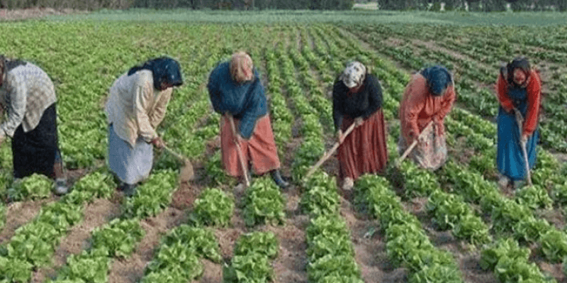 Sidi Bouzid: Démarrage du programme d’autonomisation économique pour les ouvrières agricoles (Déclaration)