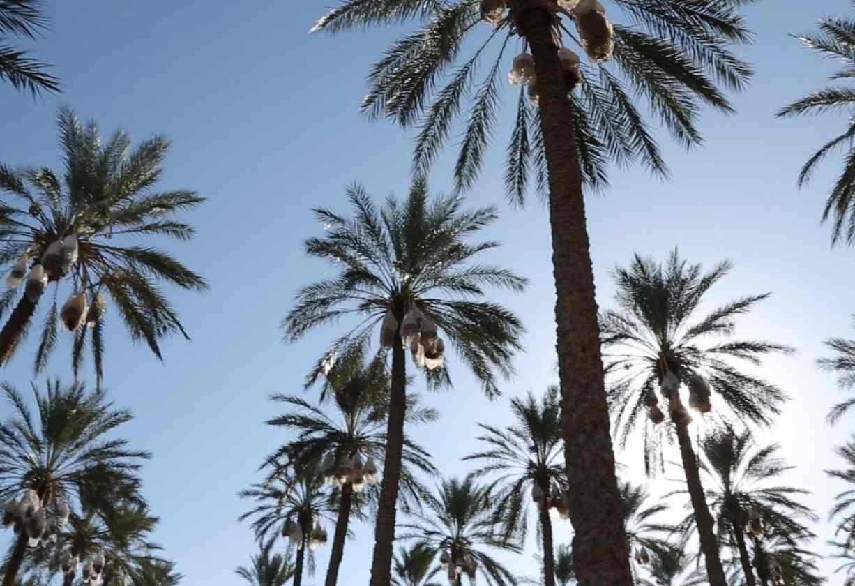 57 millions d’euros pour appuyer l’agriculture et l’économie sociale et solidaire en Tunisie