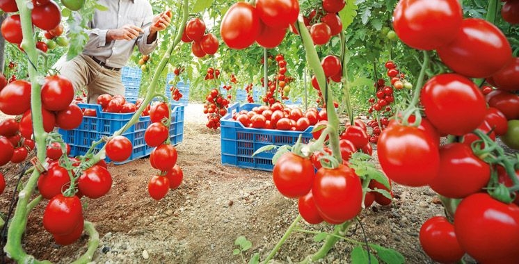 Maroc : Les producteurs français voulaient la virer du marché, elle bat des records dans 44 pays