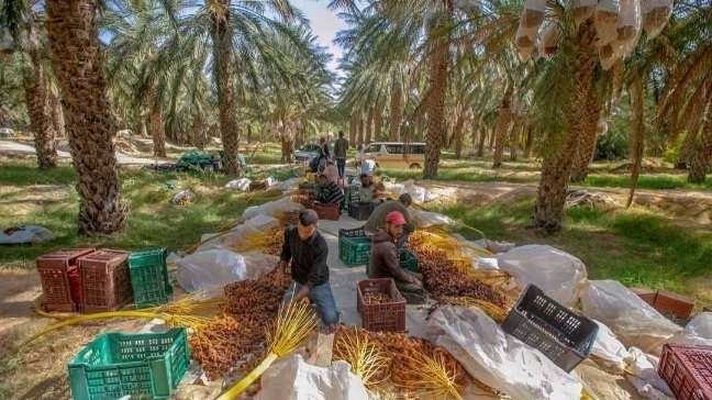 Tunisie : récolte record de 360 000 tonnes de dattes cette saison