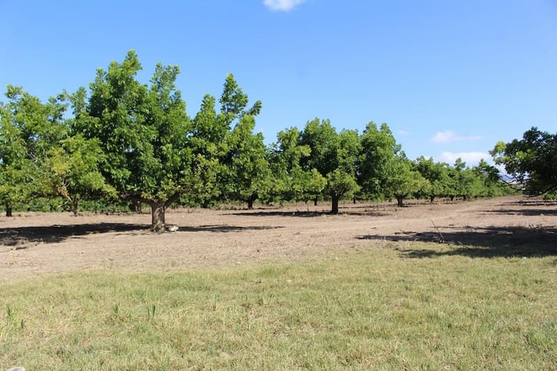 Grandes cultures: 386 superficies déclarées sinistrées à 100% par la sécheresse pour la campagne agricole...