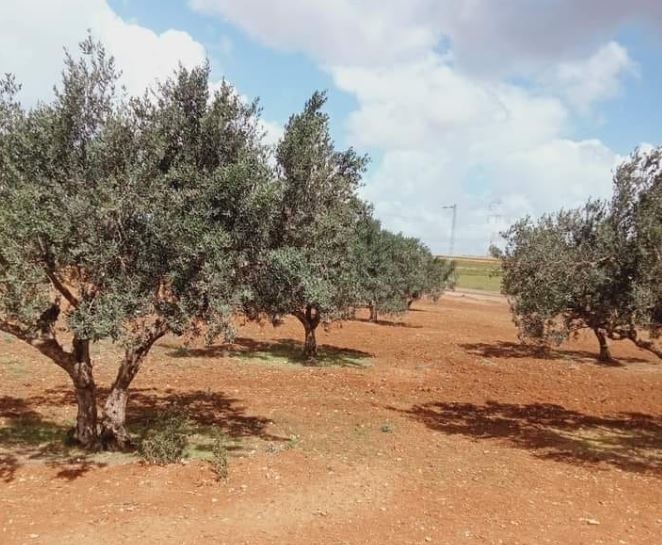 Béja : L’Etat récupère 87 hectares de ses biens immobiliers en septembre