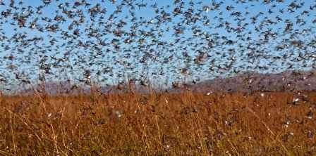 Tunisie – Péril en la demeure à Sidi Bouzid : Un énorme essaim de crickets détecté...