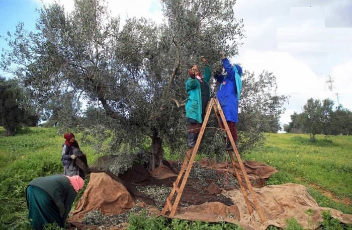 Tunisie: La production d’huile d’olive a atteint les 220 mille tonnes