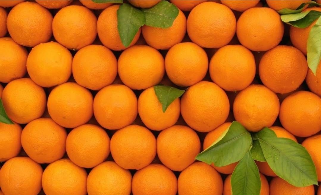 Récolte record d’oranges maltaises avec des perspectives d’exportation optimistes