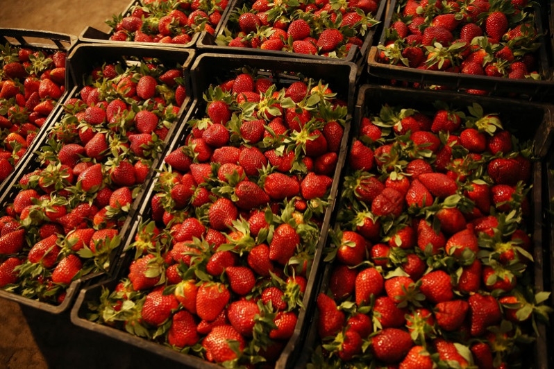 Maroc : Après les tomates en France les fraises gagnent la bataille en Espagne contre...