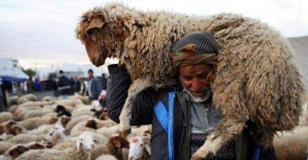 Tunisie – Appels au Mufti pour trancher sur la question de l’achat du mouton de...