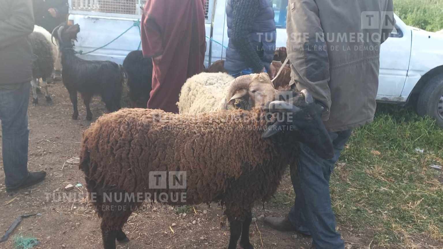 Béja: À quel prix sont proposés les moutons de l’Aïd ? [Photos]