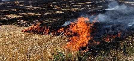 Tunisie – Jendouba : Deux incendies de champs de blé en une matinée