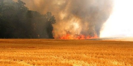 Tunisie – Siliana : Un incendie détruit 7 hectares de culture d’orge