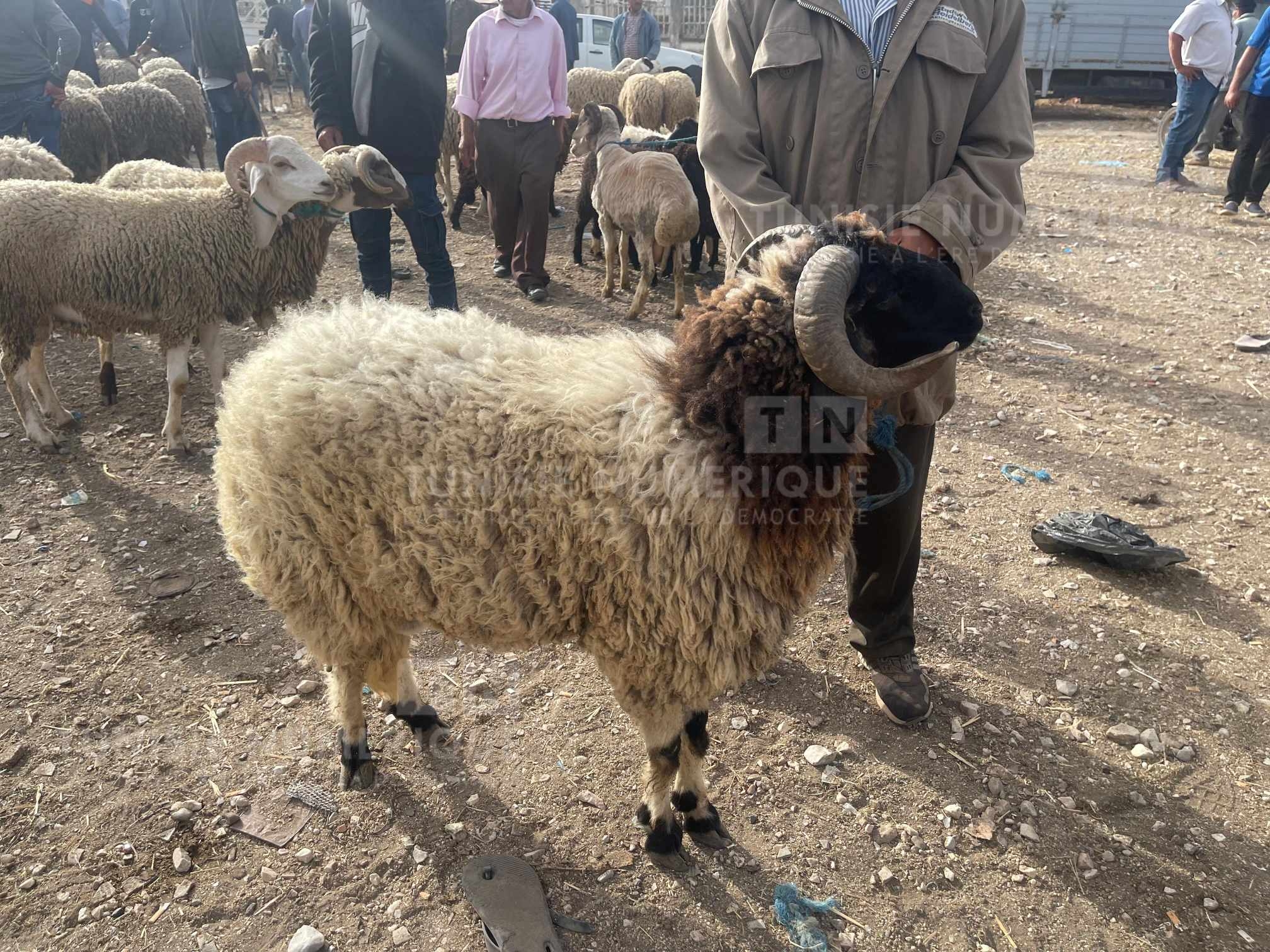 Béja: A quel prix sont vendus les moutons de sacrifice ? [Photos+Vidéo]