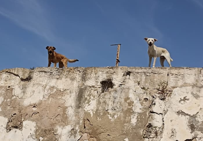 Tunis: 255 chiens errants abattus par balle en juillet