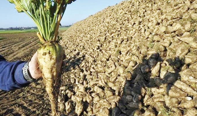 3000 hectares de betterave à sucre pour en finir avec la pénurie et c’est pas...