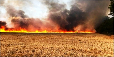 Tunisie – Incendies des champs céréalier : Plus de 106 hectares partis en fumée… Et ce...