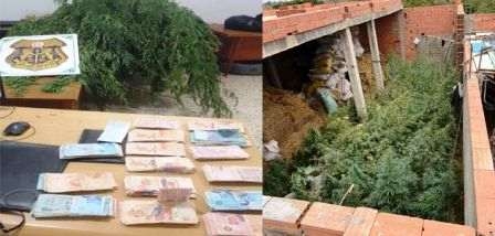 Tunisie – Menzel Temim : Ils cultivent de la Marijuana dans leurs maisons en chantier