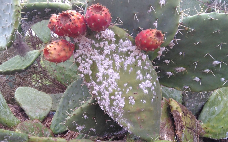 Cochenille de Cactus : Certains gouvernorats sont déjà infestés à 100%