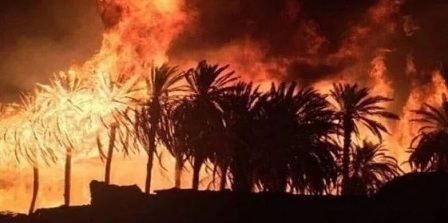 Tunisie – Un incendie ravage la palmeraie de Hamma El Jerid