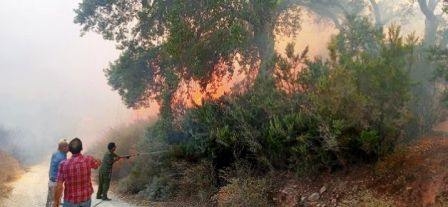 Tunisie – Jendouba : Les pompiers luttent toujours pour cerner un feu de forêt près de...