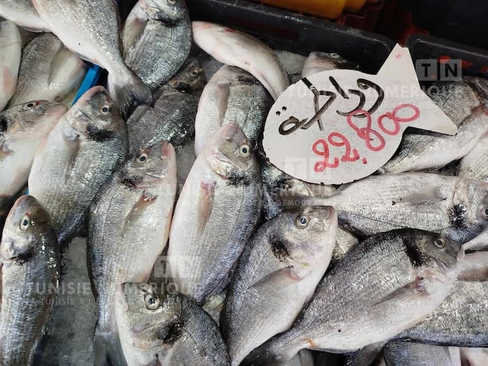 Marché: Prix de poissons à Kasserine et à Kairouan (Photos)