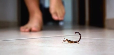 Tunisie – Tozeur : Mort d’un enfant de 5 ans piqué par un scorpion