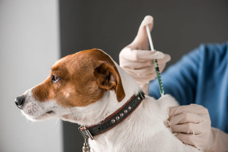 Mahdia : Des données très surprenantes sur la rage, les morsures, la vaccination