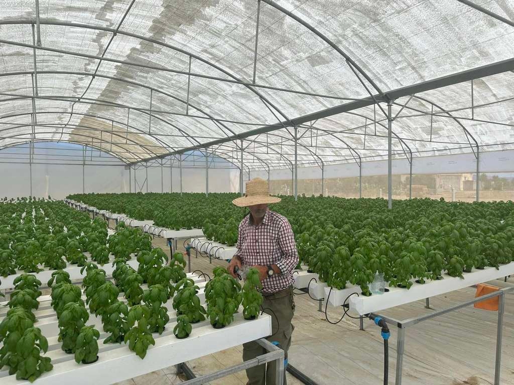 L’hydroponie, une solution prometteuse pour l’agriculture tunisienne