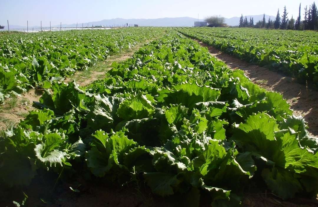 Les exportations agricoles biologiques en forte hausse : Un créneau prometteur pour l’agriculture