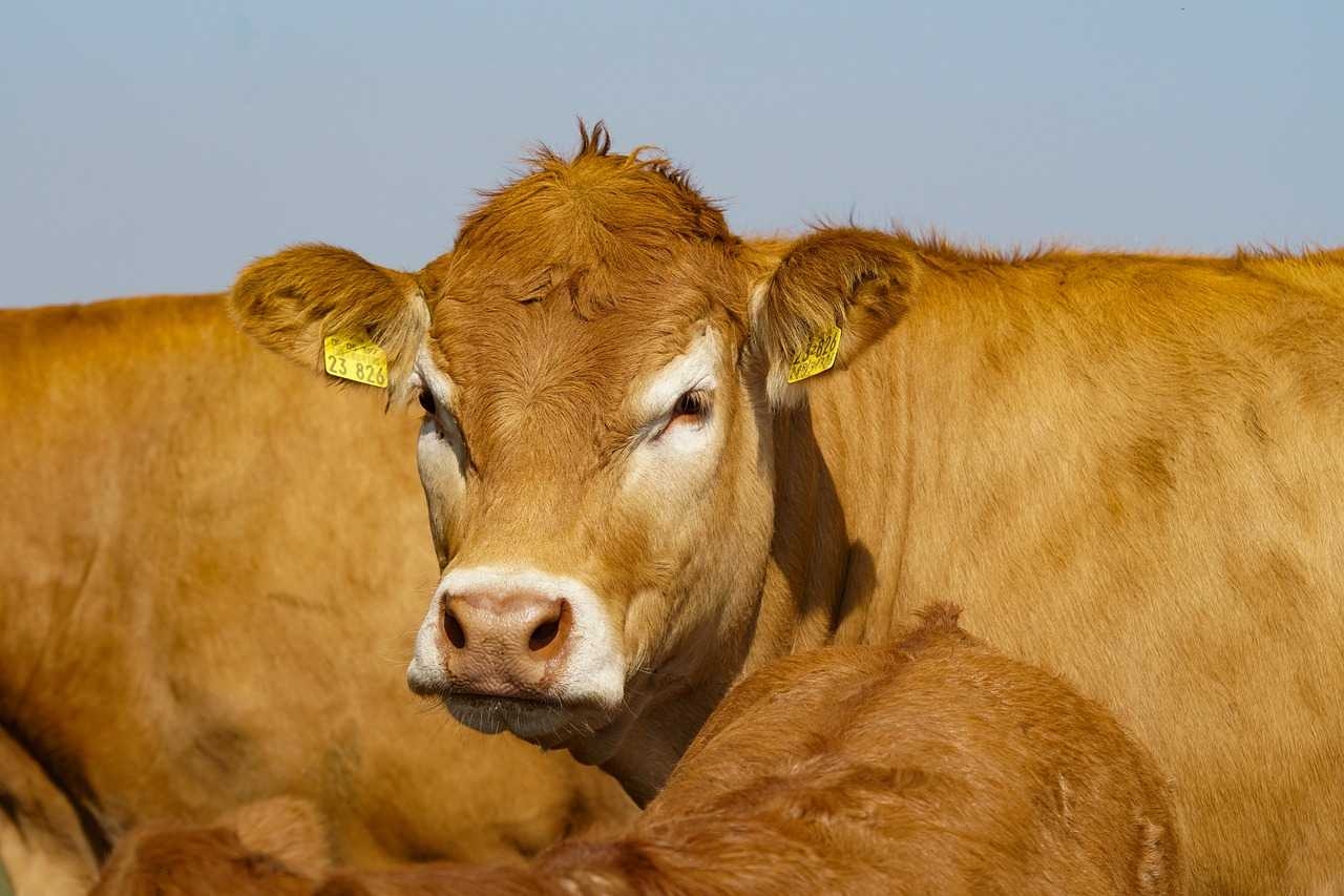 Top 10 des pays exportateurs de viande bovine