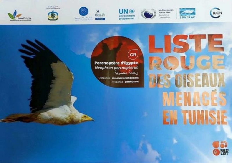 4 espèces d’oiseaux pourraient disparaitre complètement en Tunisie