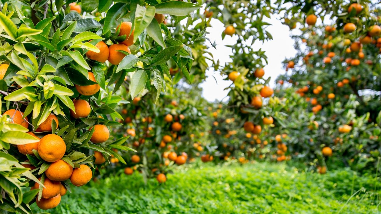 Tunisie : Les exportations d’agrumes enregistrent une hausse de près de 30 % cette saison