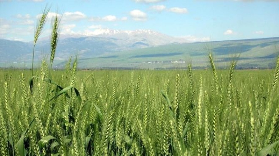 Kairouan : Le leader national de la céréaliculture irriguée a programmé 53 500 hectares