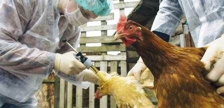 Grippe aviaire : La France élève son niveau de risque !