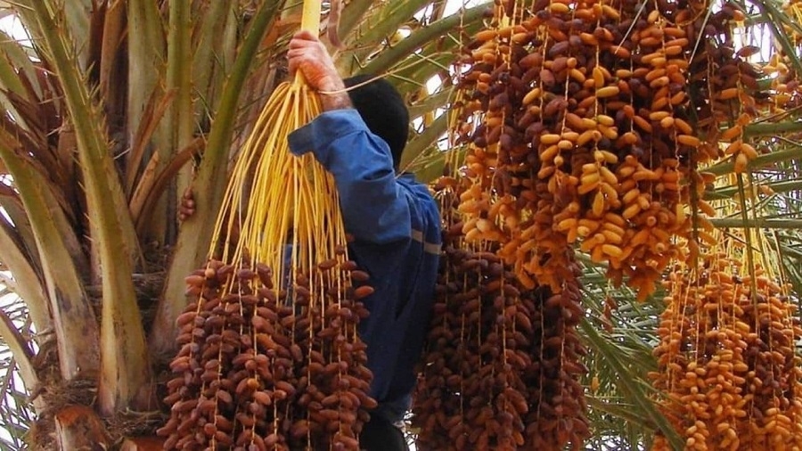 Tozeur : 62 300 tonnes de dattes escomptées avec une meilleure qualité, les ventes sur...