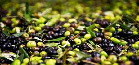 Tunisie – Mécontentement des agriculteurs à cause des vols répétés des récoltes d’olives