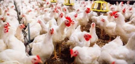 Tunisie – Fixation du prix maximum de vente du poulet vivant