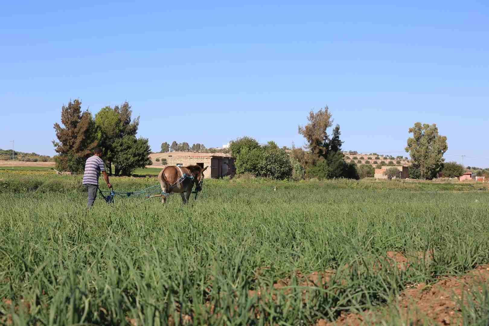 Terres collectives en Tunisie : un potentiel économique inexploité