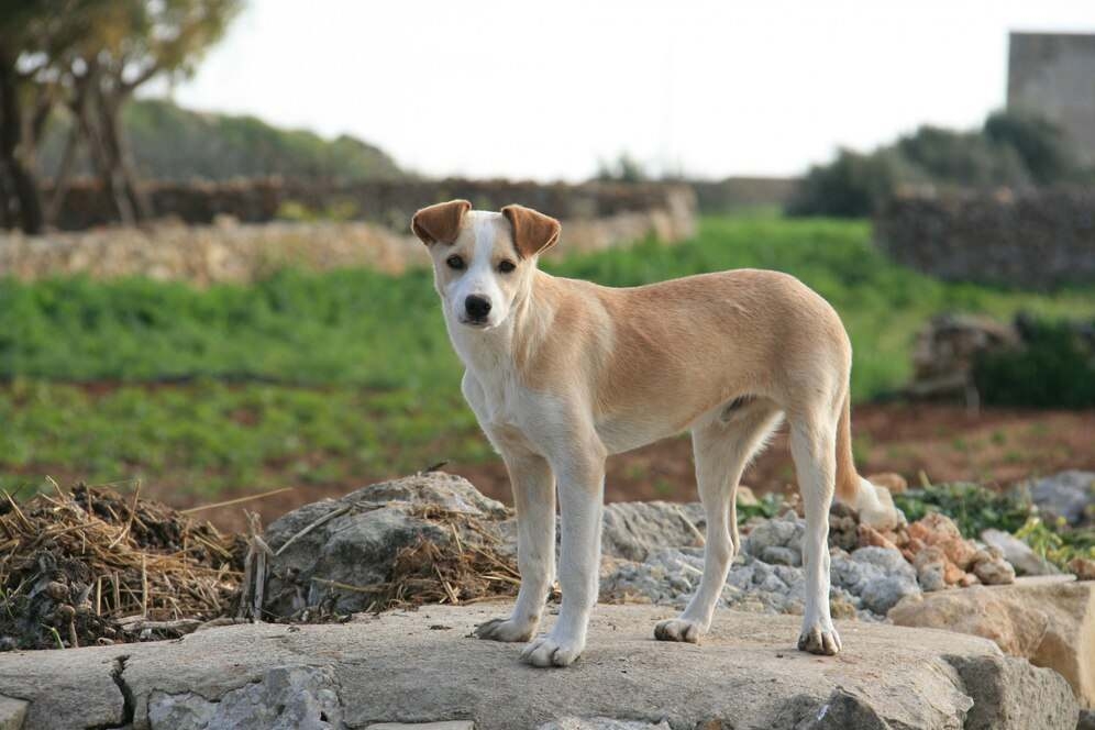 Le Kef : Lancement d’une campagne de capture des chiens errants, les habitants appelés à...